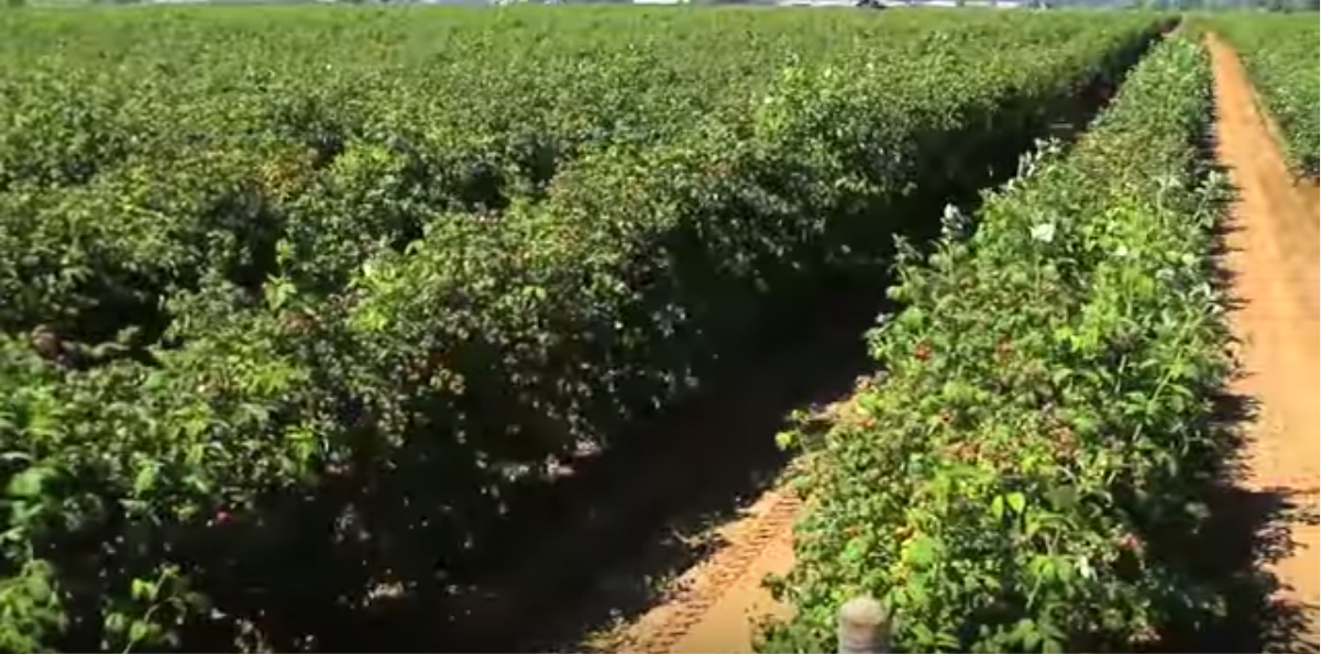 Raspberry Growers in the Red – My Farm Talk